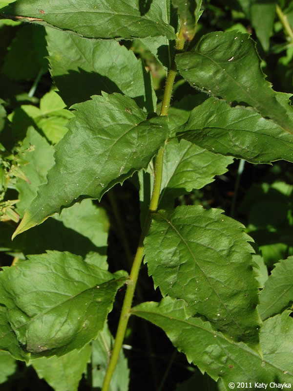 Elm-leaved Goldenrod leaves