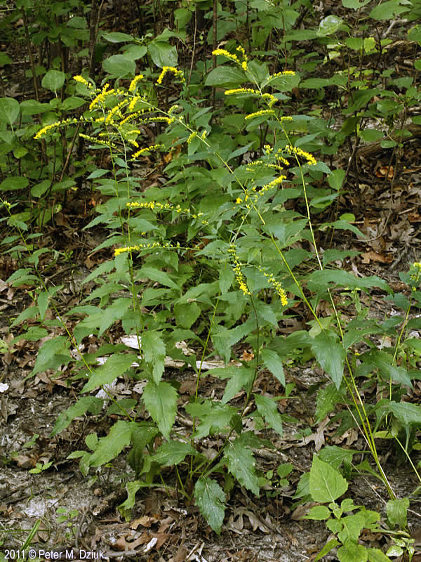 Elm-leaved Goldenrod