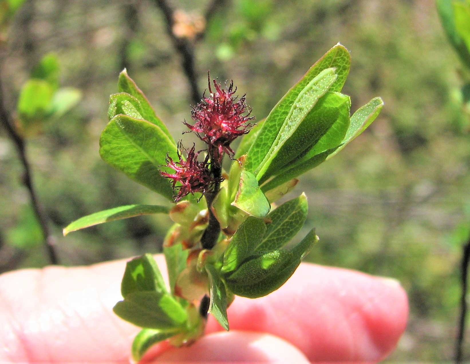 Sweet Gale --female flowers