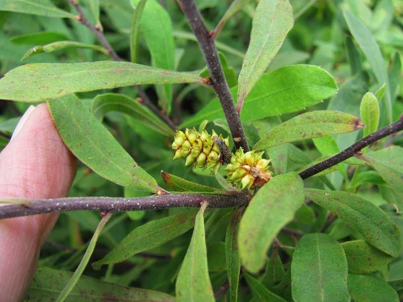 Sweet Gale -- nutlets