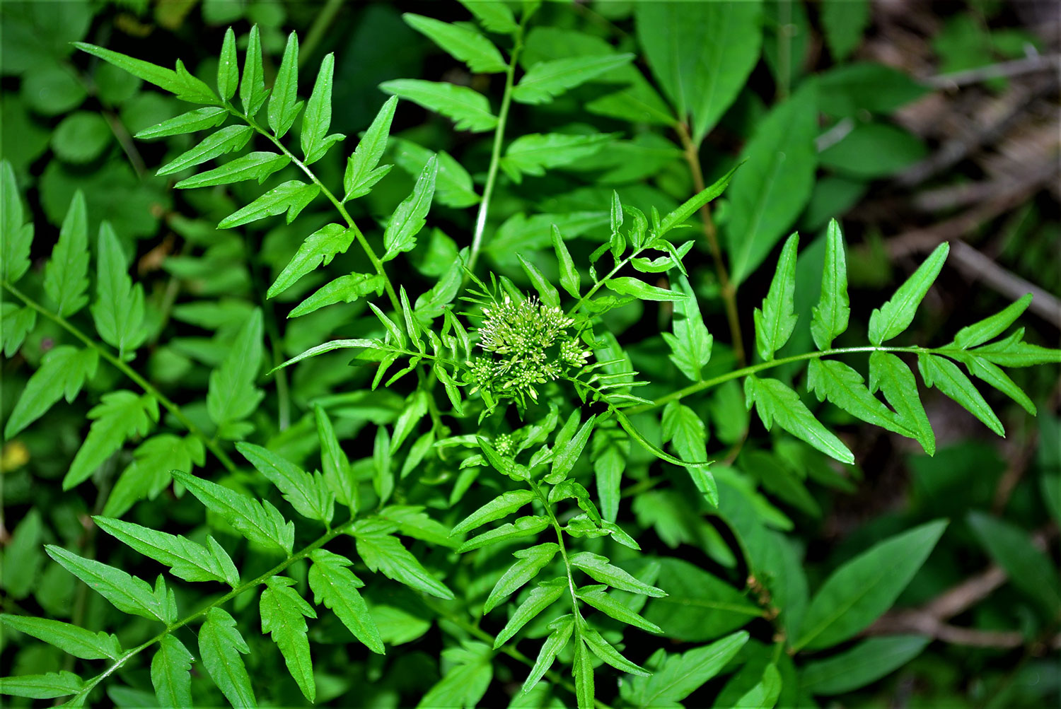 Narrow-leaved  Bittercress
