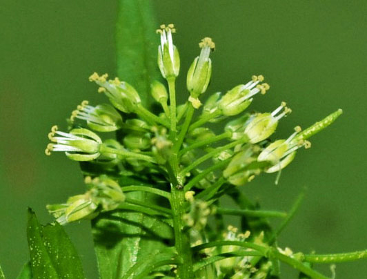Narrow-leaved  Bittercress flowers