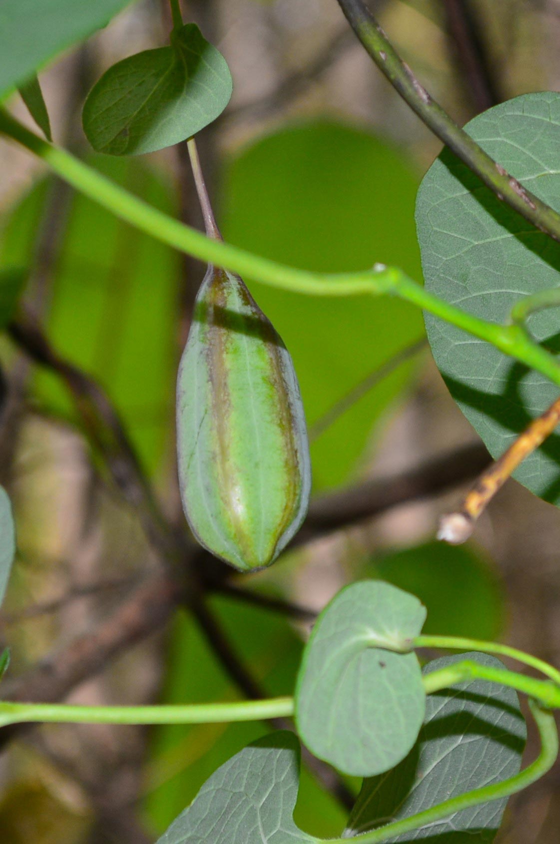 Dutchmans Pipe fruit