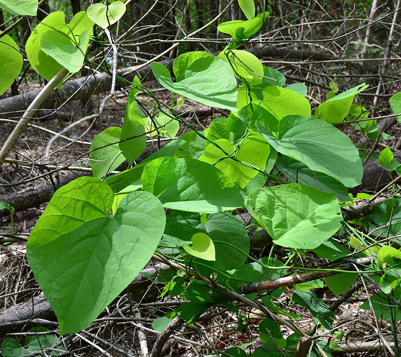 Dutchmans Pipe leaves