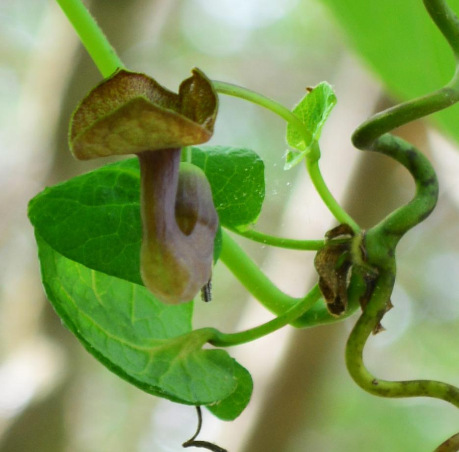 Dutchmans Pipe flower