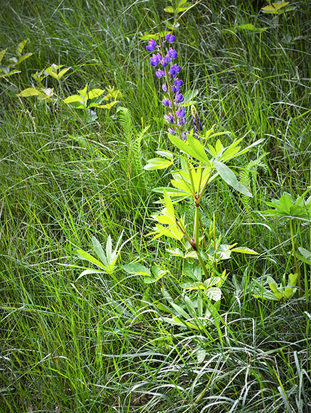 Blue Lupine--plant in habitat