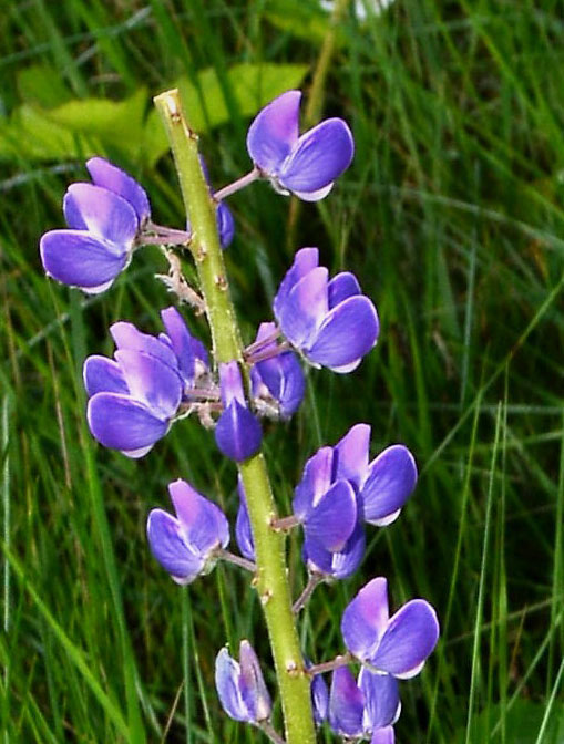 Blue Lupine-flowers