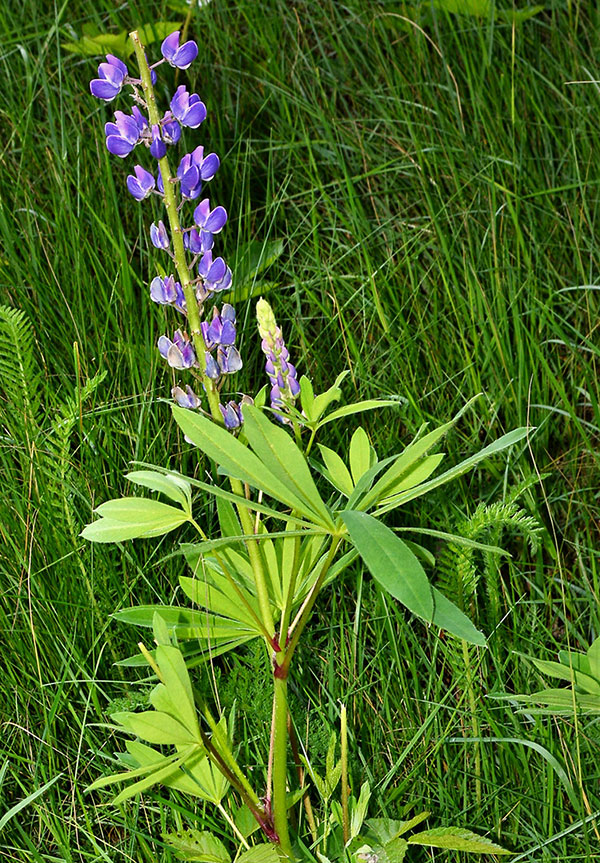 Blue Lupine flower head