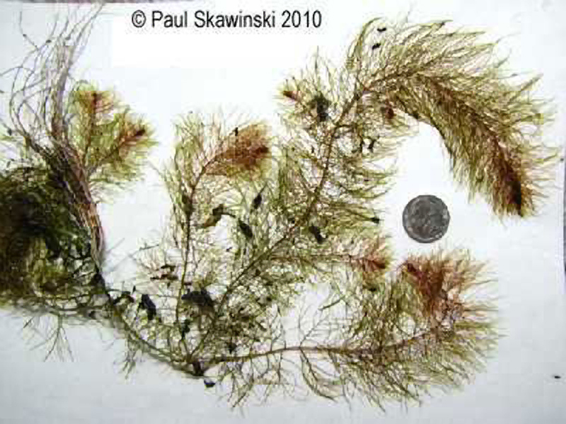 Water-milfoil roots