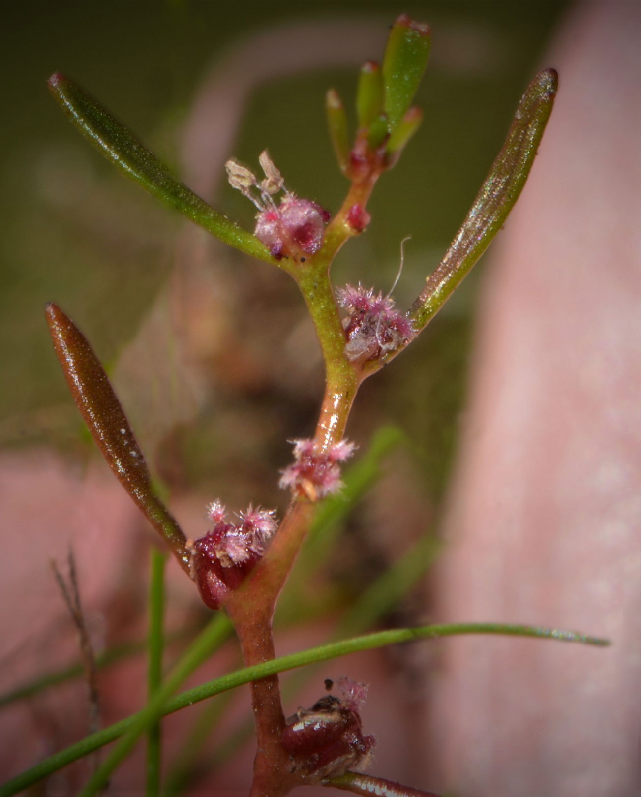 Water-milfoil flowers