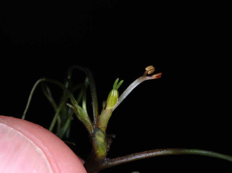 River-weed with thumb for scale