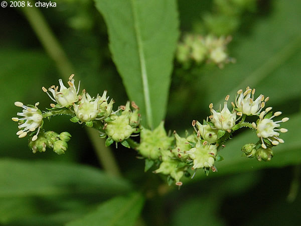 Ditch Stonecrop flowers