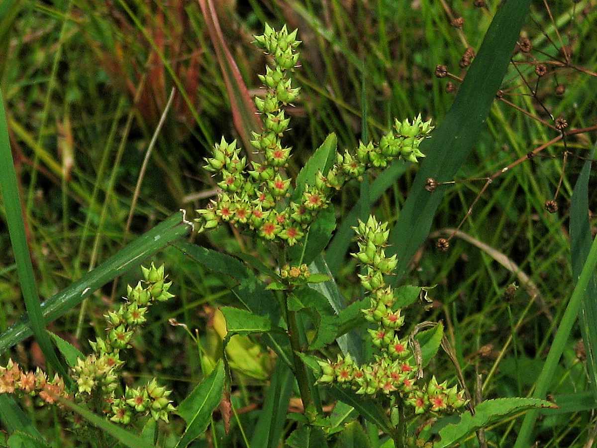 Ditch Stonecrop fruit