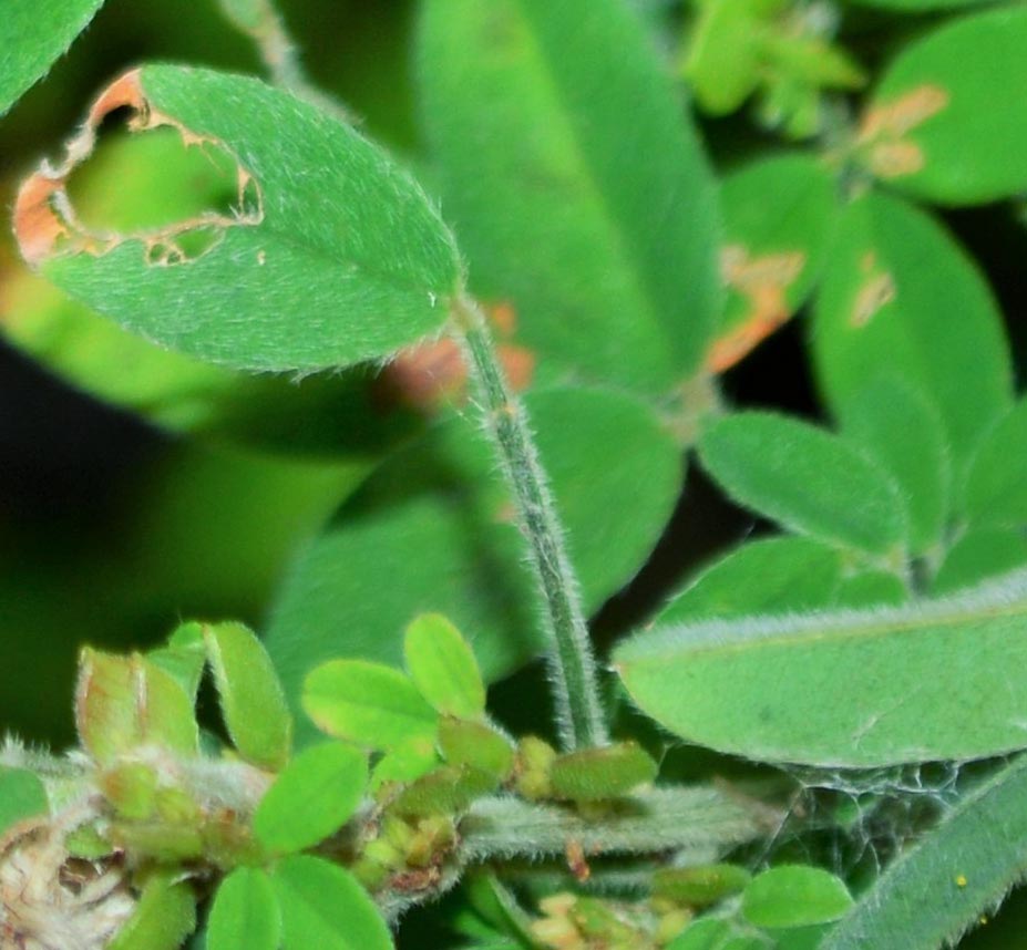 Velvety Bush Clover leaf and hairs