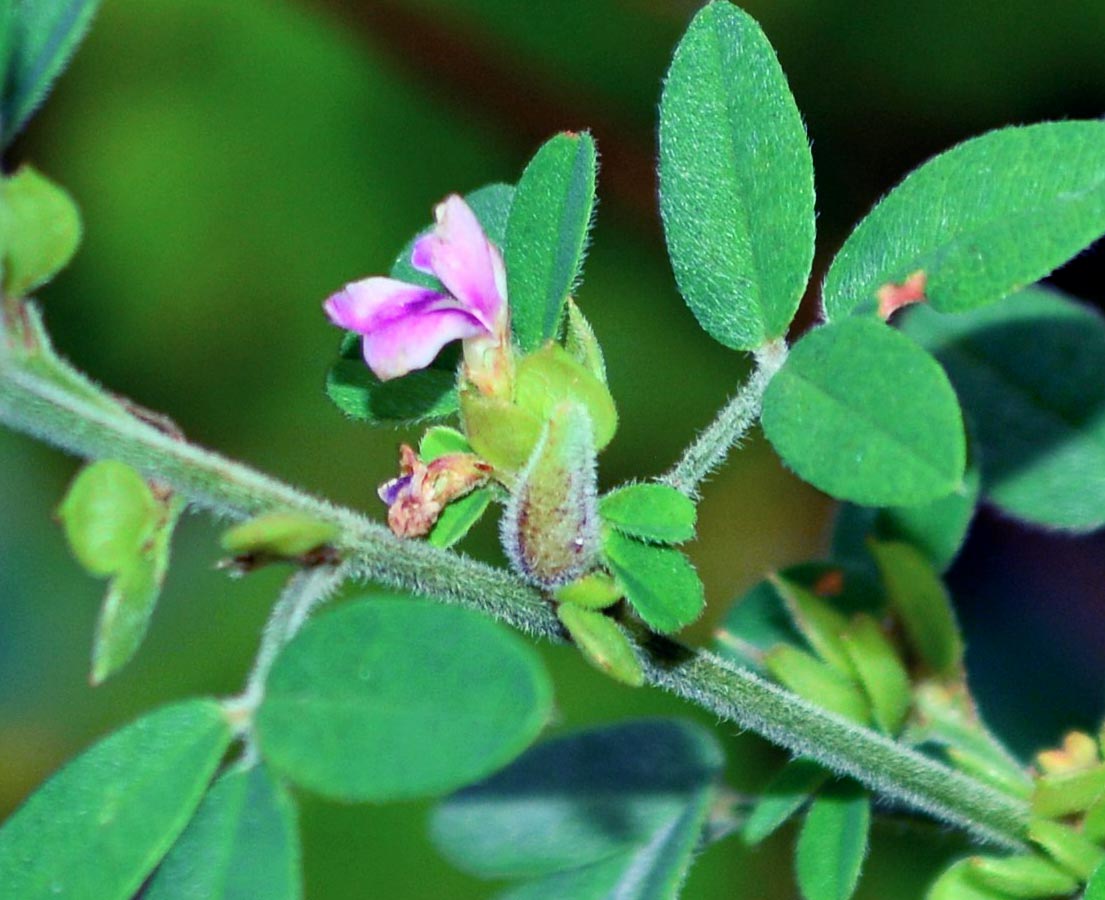 Velvety Bush Clover flower