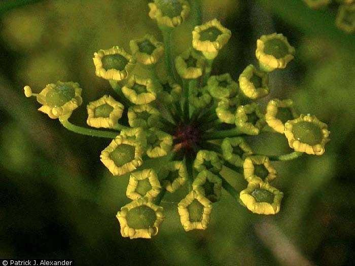 April 2021 Mystery Plant flowers