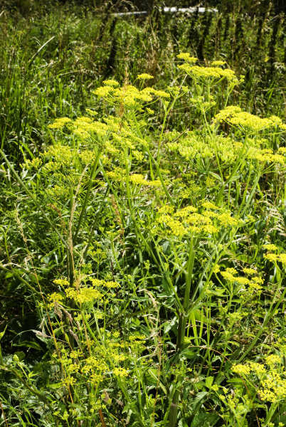 April 2021 Mystery Plant