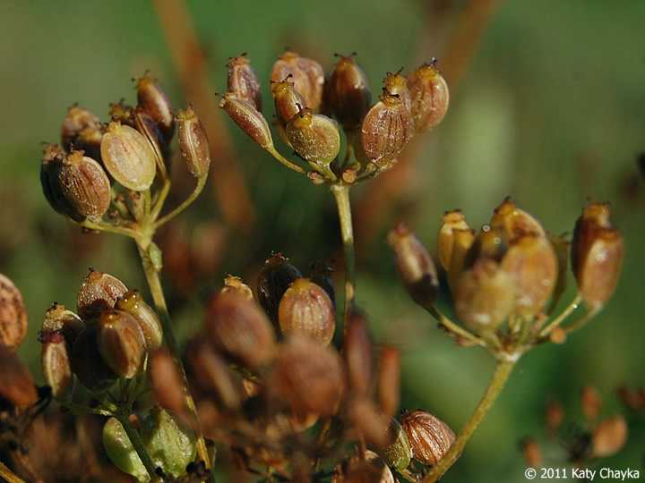 April 2021 Mystery Plant seeds