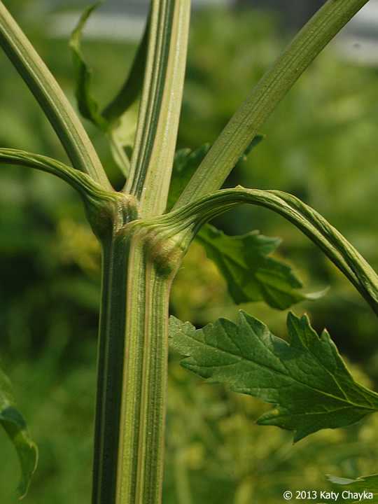 April 2021 Mystery Plant stem with petiole