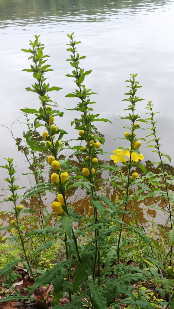 Downy False Foxglove