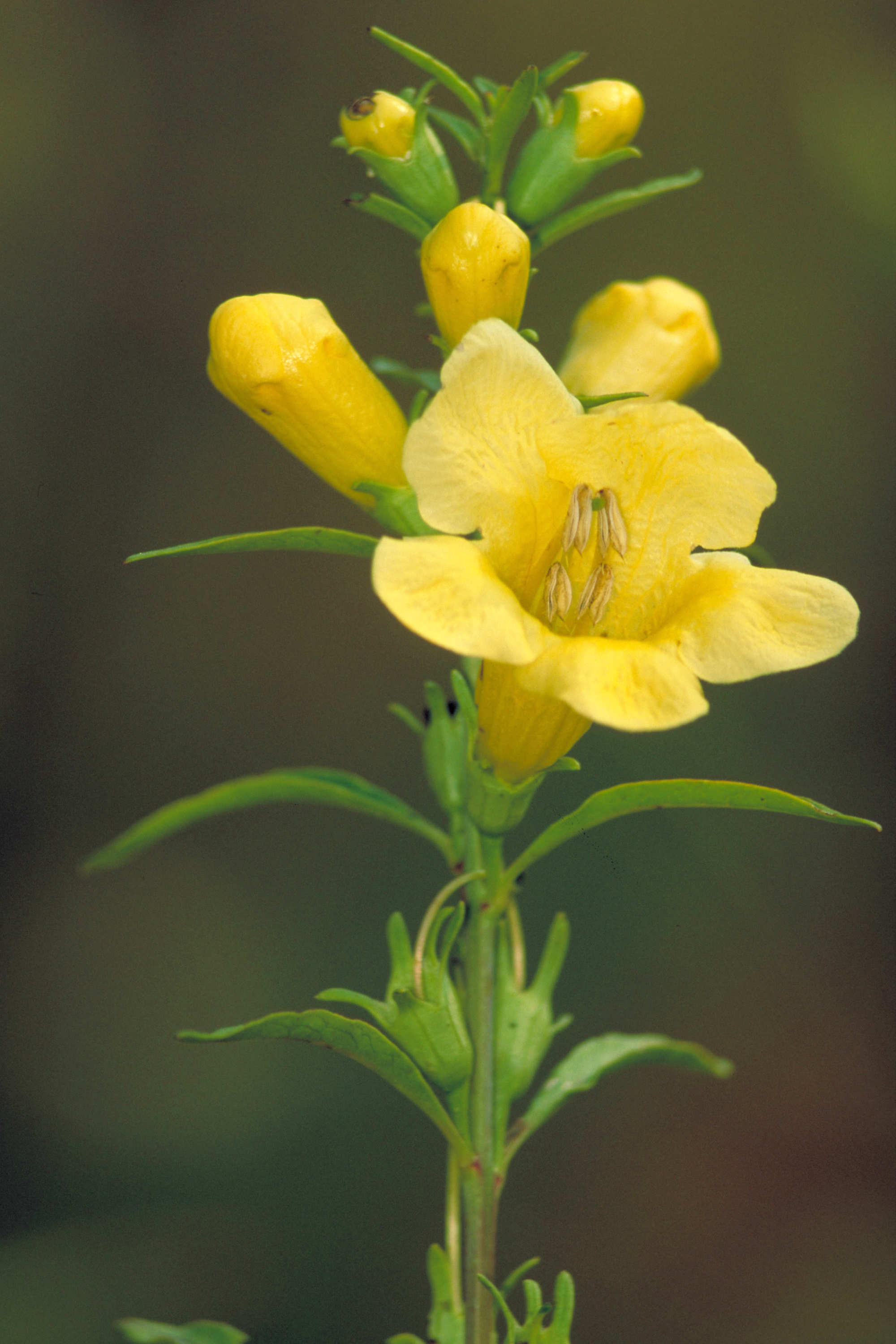Downy False Foxglove flower