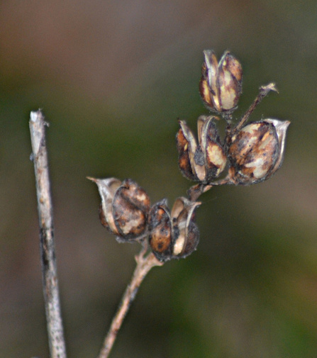 Downy False Foxglove  fruit