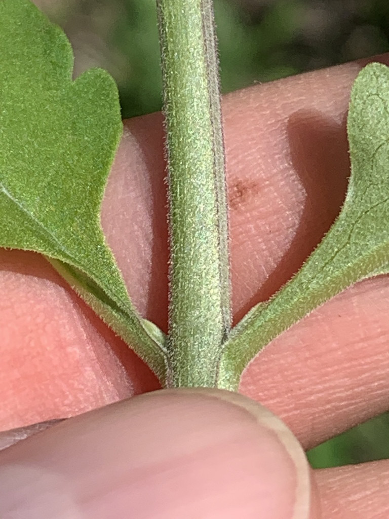 Downy False Foxglove downy stem