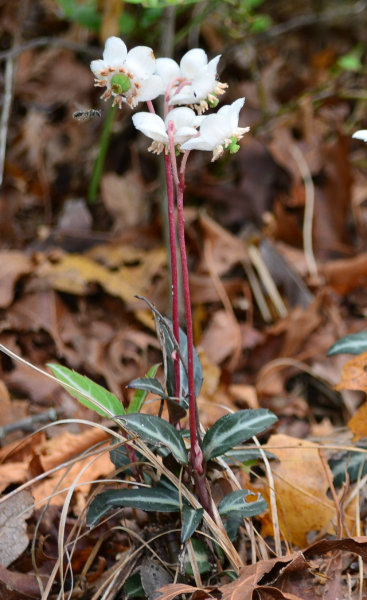 December 2021 Mystery Plant--single plant