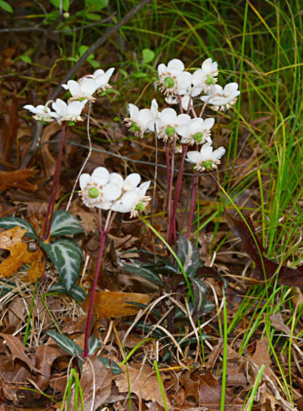 December 2021 Mystery Plant --clusters