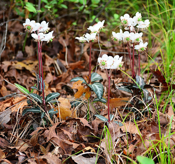 December 2021 Mystery Plant