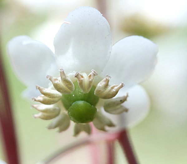 December 2021 Mystery Plant--closenup of flower