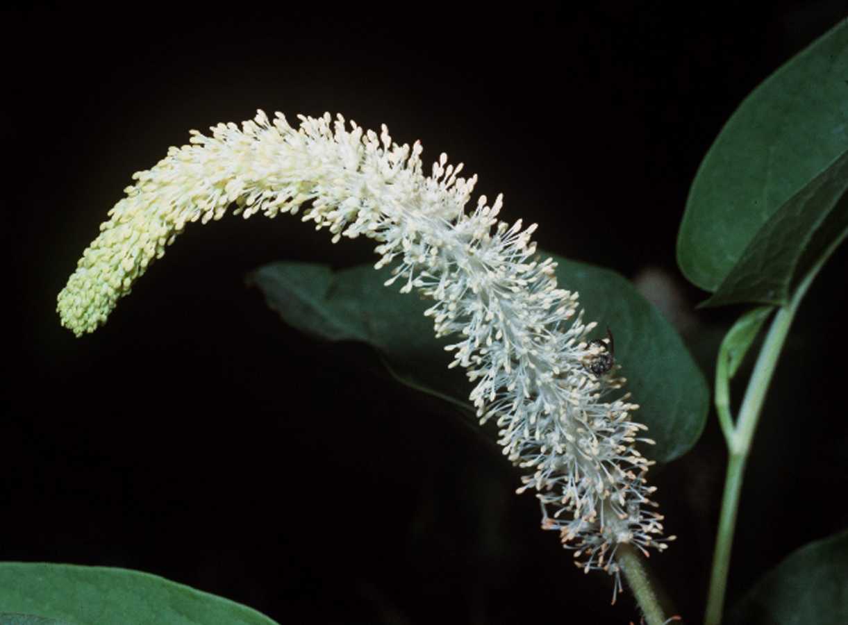Lizard Tail's flower head