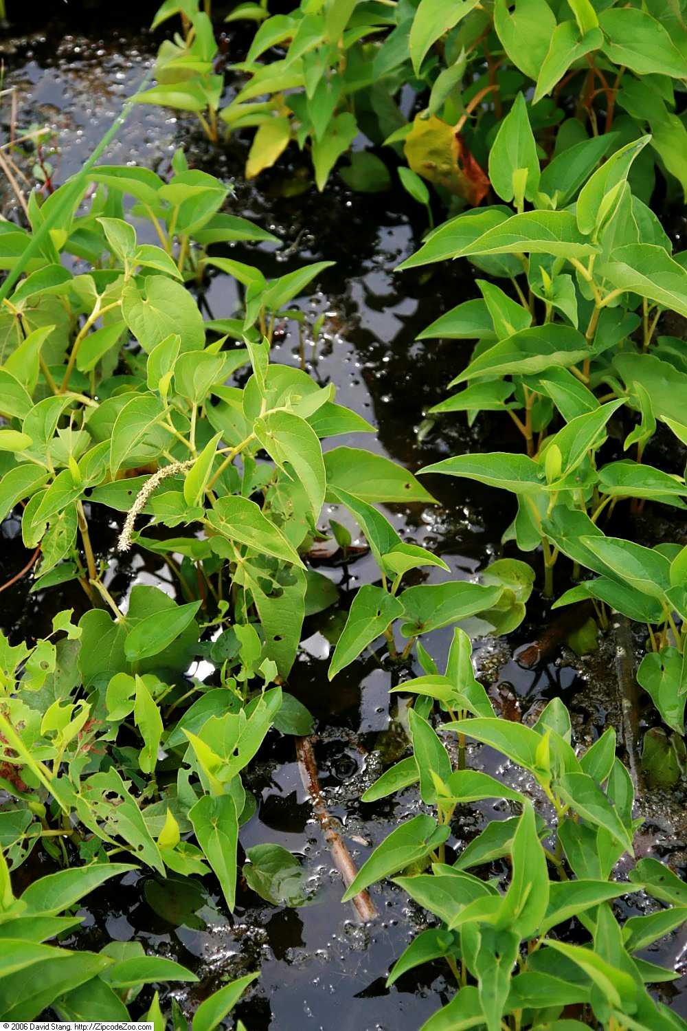 Lizard Tail's leaves