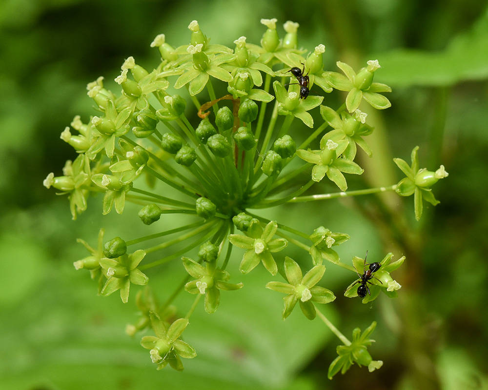 Carrion Flower Pistillate flowers