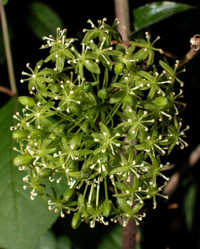 Carrion flower -- staminate flowers