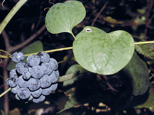 Carrion Flower fruit