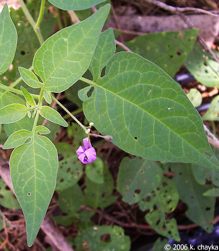 Bittersweet Nightshade