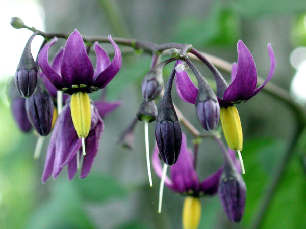 Bittersweet Nightshade flowers