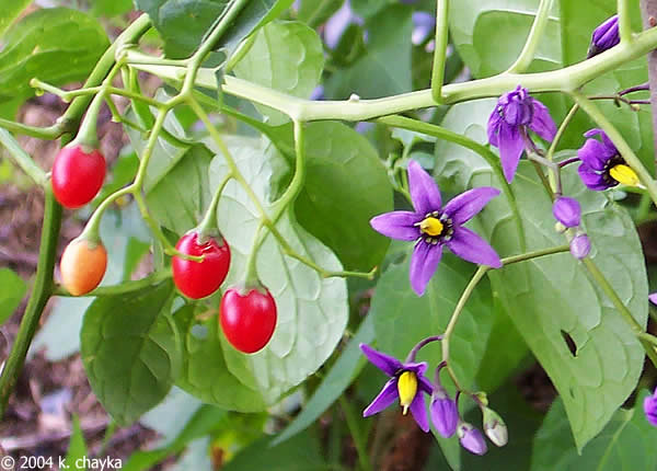 Bittersweet Nightshade --fruit