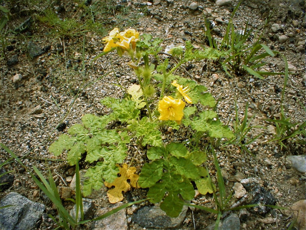 Buffalo Bur Nightshade