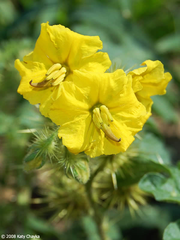 Buffalo Bur Nightshade -- flower