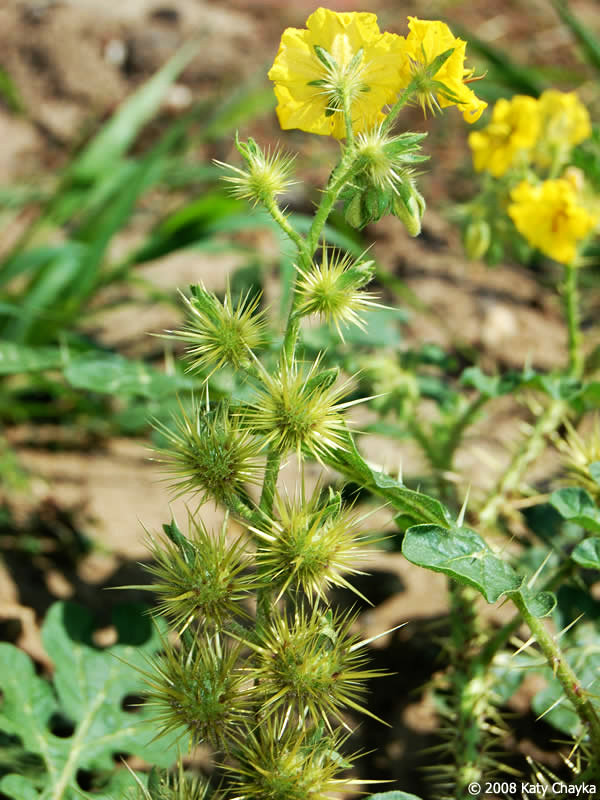 Buffalo Bur Nightshade--fruit