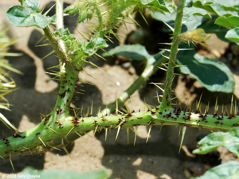Buffalo Bur Nightshade--spines