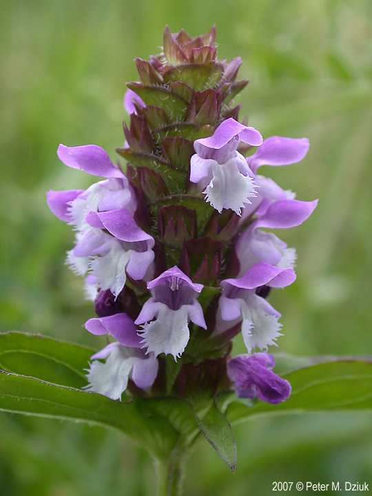 Self Heal flower head