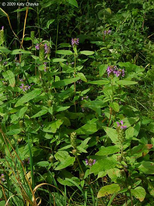 Self Heal plant