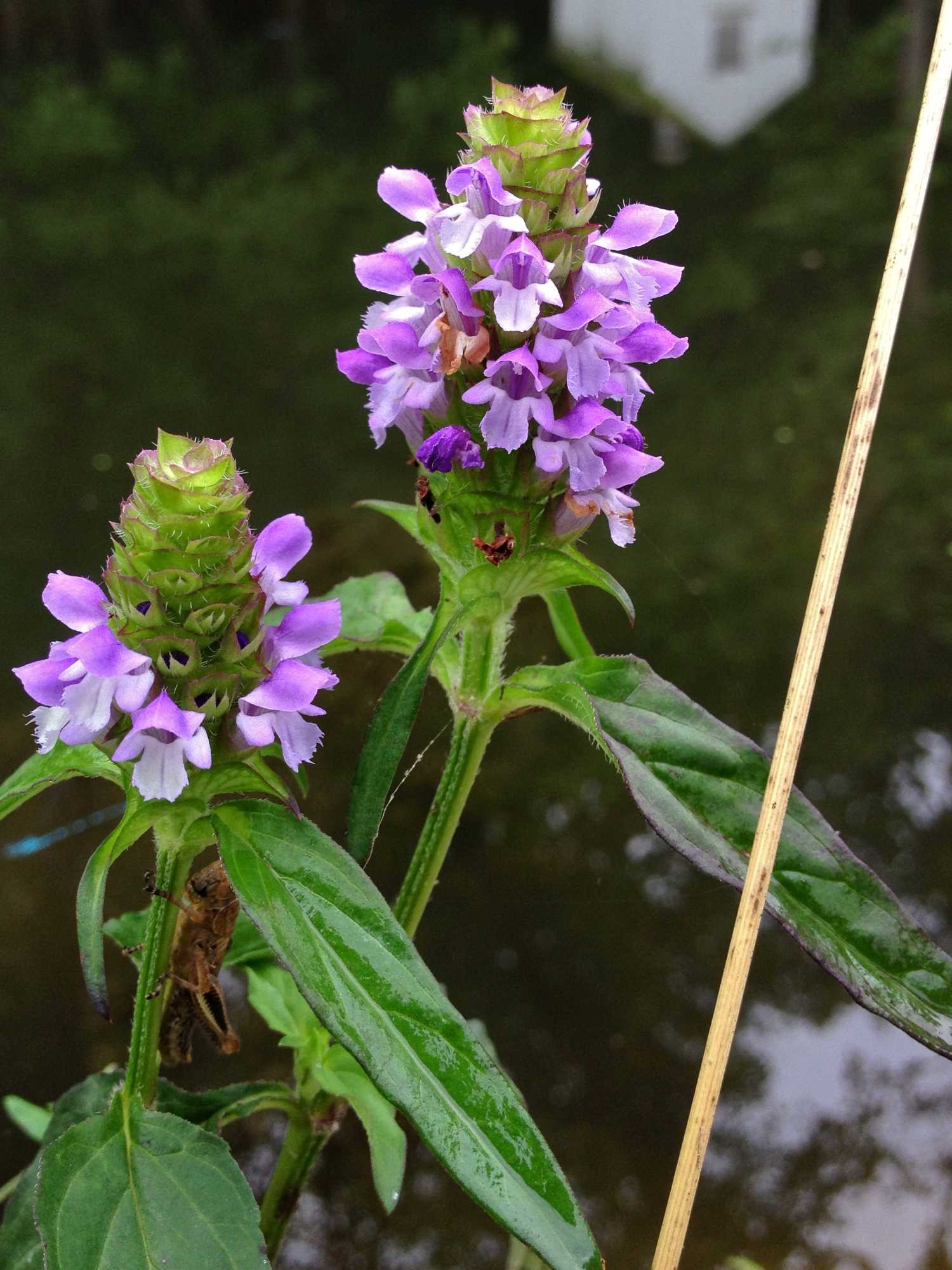 Self Heal flower stalk