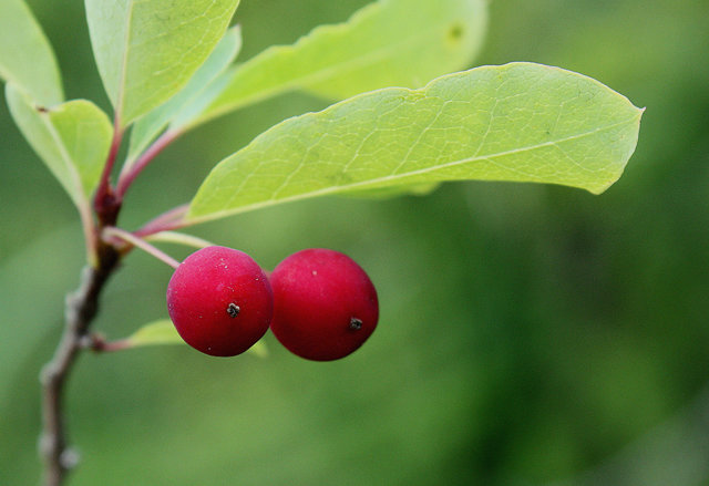 Mountain Holly fruit