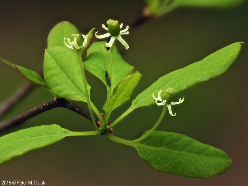 Mountain Holly -- female flowers