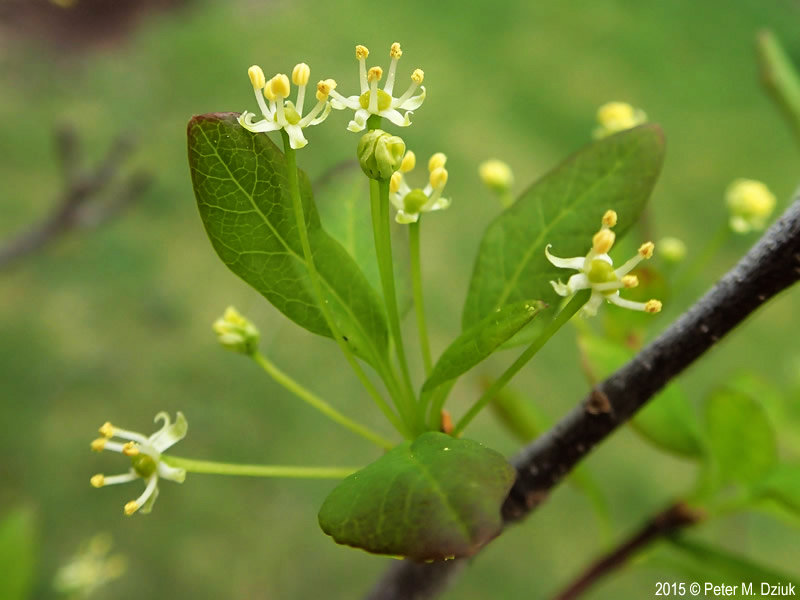 Mountain Holly --male flowers
