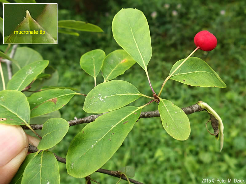 Mountain Holly leaves